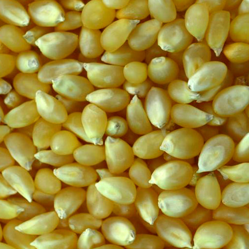 White Popcorn Kernels - Uncle Bob's Popcorn