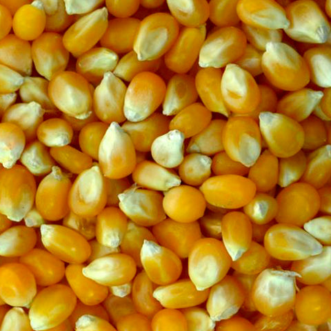Yellow Popcorn Kernels - Uncle Bob's Popcorn